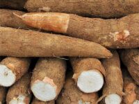 cassava 1