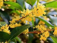 Osmanthus 1