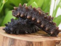 sea cucumber 1